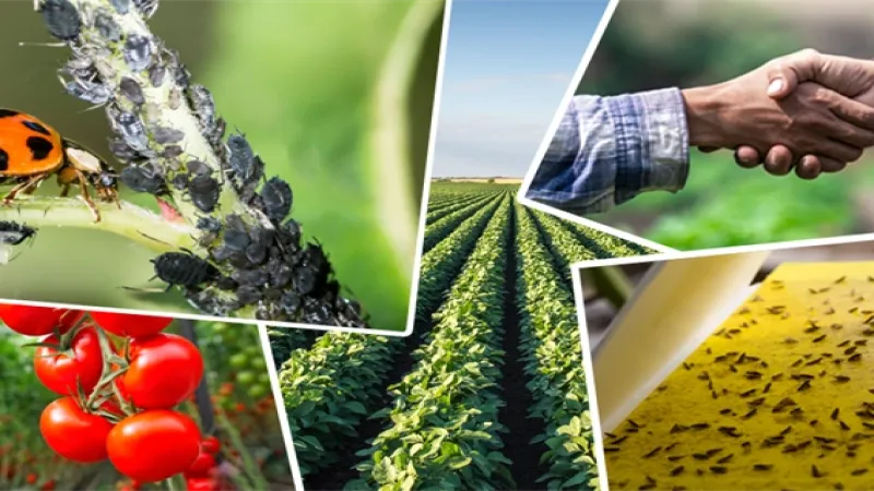 Tarımsal üretimi destekleyecek önemli düzenleme... Tarımsal destek ödemelerine ayar